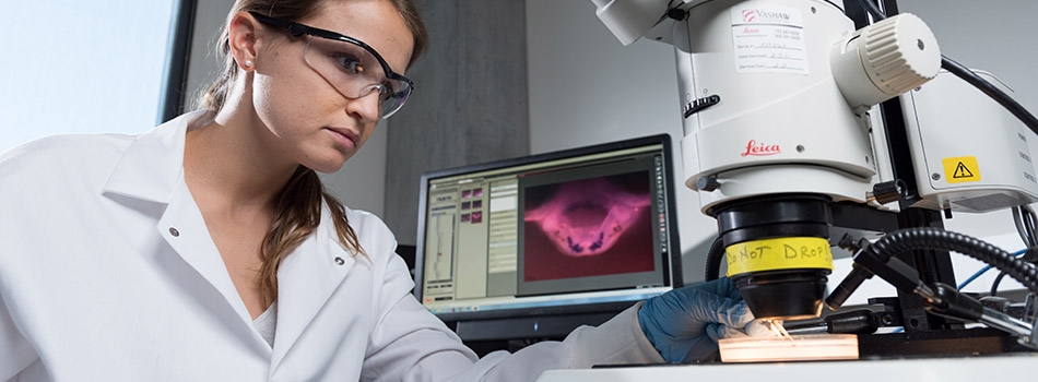 Student looking through microscope to inspect a petri dish