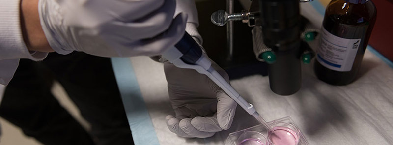 Researcher using a pipette to transfer a liquid substance into a petri dish